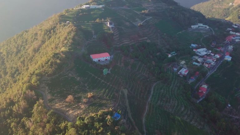 在中央山脈深處，遇見世界級好茶 【吉豐茶園】