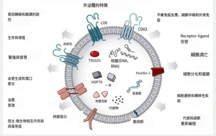 外泌體在新興醫療的前瞻性 | 蕃新聞