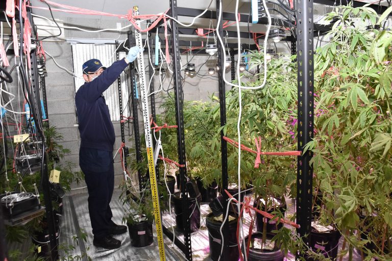 臺中市警局查獲大麻植栽工廠，三名嫌犯移送檢調