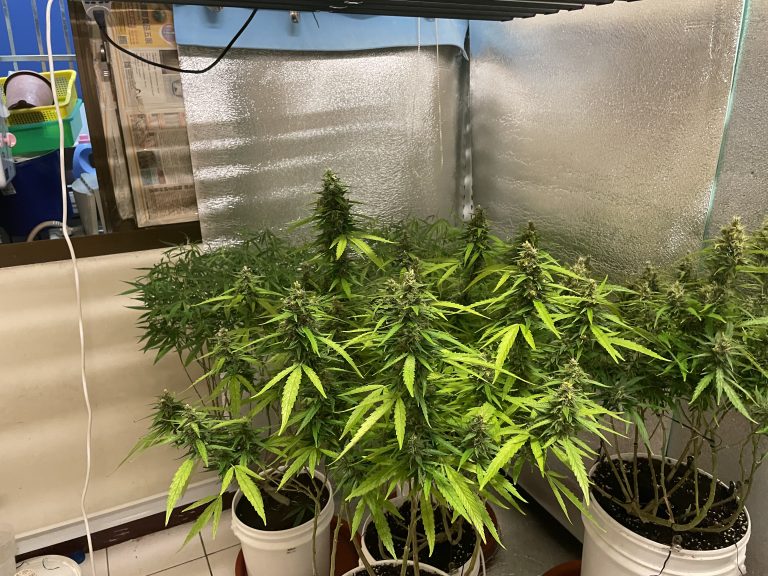 刑事局破獲大麻工廠，查扣大麻植株、種子、成品及改造槍枝