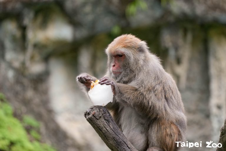 動物冰工場：夏季限定，為動物消暑加冰！