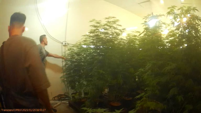 警方查獲製毒集團，驚見溫室大麻叢林