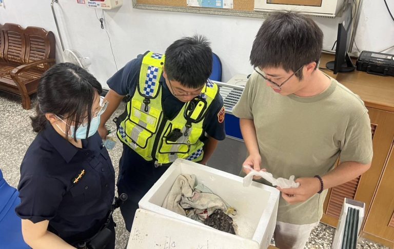 鹿野警通報野灣野生動物保育協會，即時救援落難二級保育類鳥類「鳳頭蒼鷹」