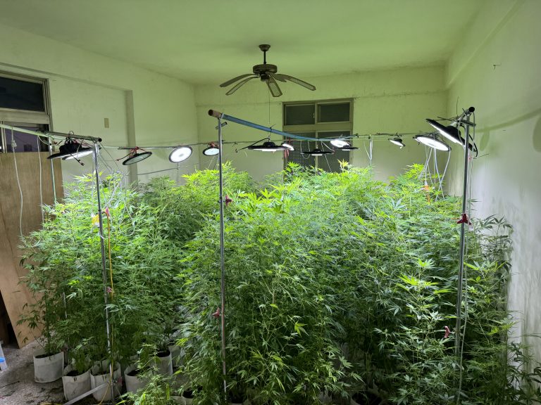 警方破獲毒品大麻栽種場