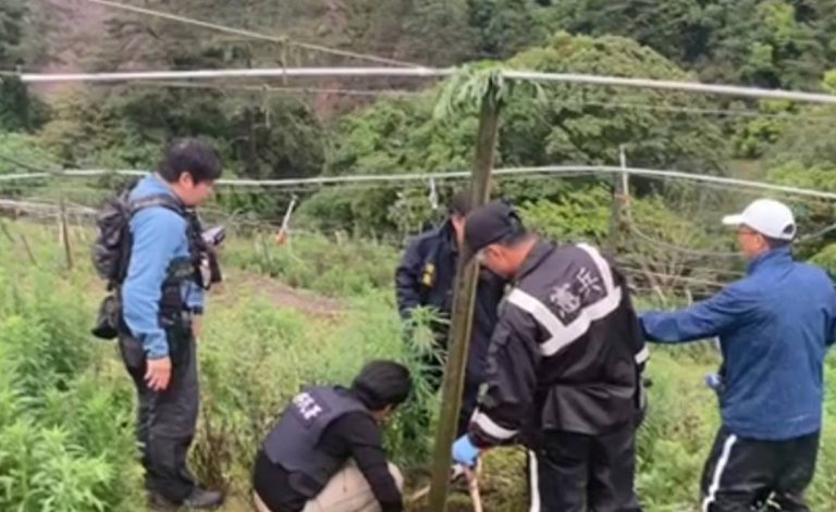 台中警方破獲失聯移工竊佔土地種菜也種大麻 溯源查獲大麻50株