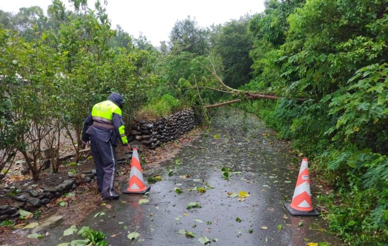 「凱米」來襲 臺東路樹遭強風吹倒阻路  關山警迅速應變 清除倒樹護交安