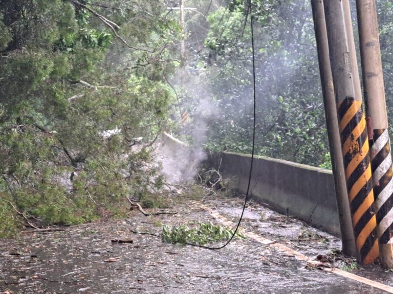 路樹倒塌釀電線冒煙 警消獲報馳援
