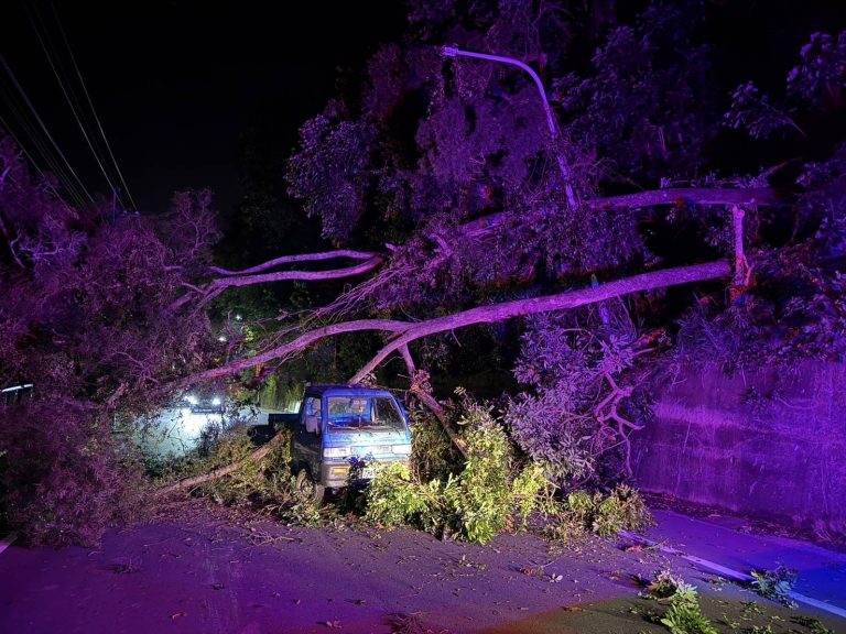 路樹突倒塌車遭壓 台中東勢警即刻救援
