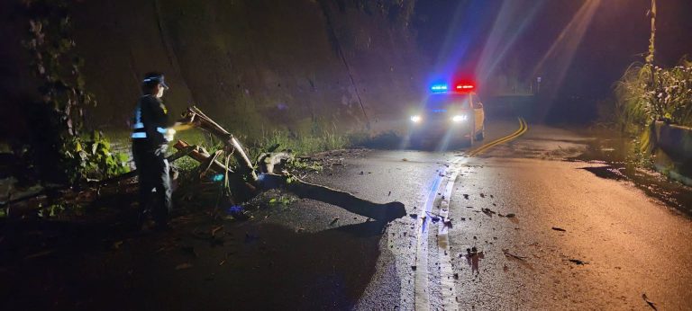 6米樹木倒塌阻路 台中和平警緊急排除交通危險