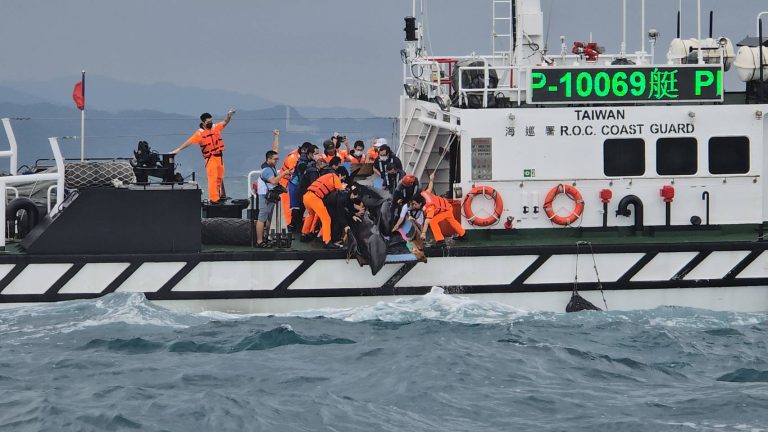 擱淺臺中鷺鷥林沙灘瓜頭鯨，經搶救於基隆順利野放回歸大海