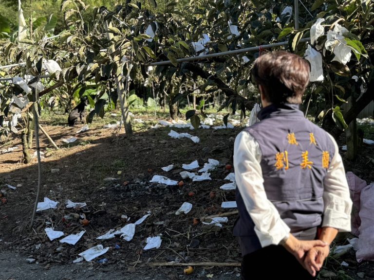 天災襲擊 苗栗柿農災損得不到補助  議員劉美蘭盼縣府聽見農民心聲