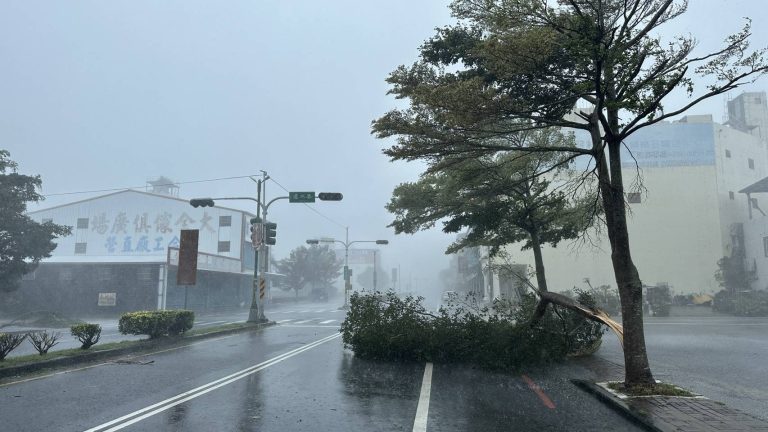 「強颱康芮」狂風暴雨路樹倒、人吹斜 池上警移除路樹護民平安返家