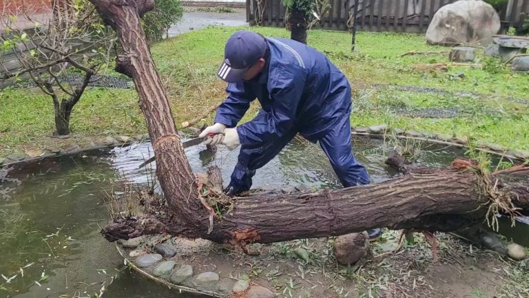 關山分局長領軍整理「家園」  拯救遭強風吹「彎腰」樹齡1甲子龍柏