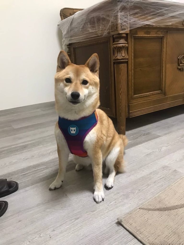 發生事故愛犬驚逃  台北北投交警即刻協尋