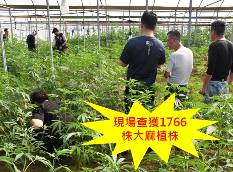 雲林檢警憲拂曉出擊 破獲史上最大戶外溫室大麻園