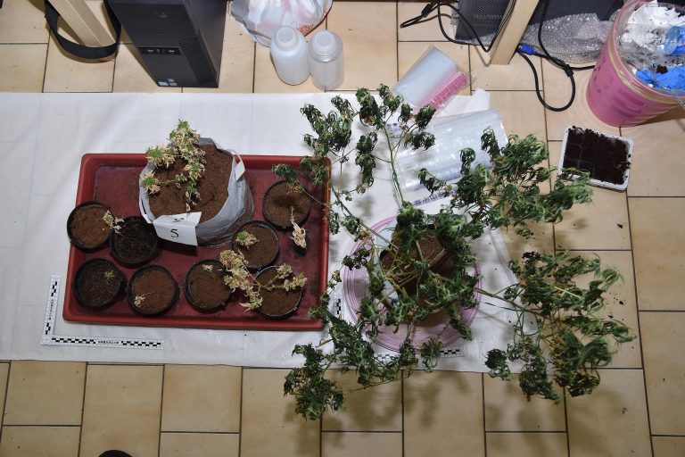 臺中刑大破獲國立大學高材生大麻工廠 查扣毒品及器具一批