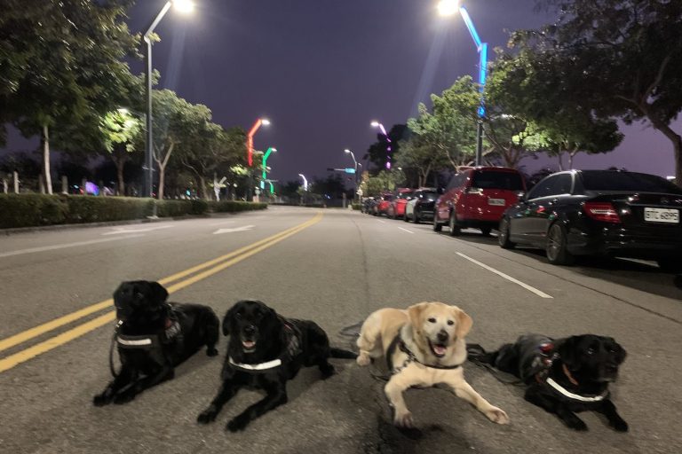 平安夜的祝福：4隻警犬正式退役，迎接幸福新生活