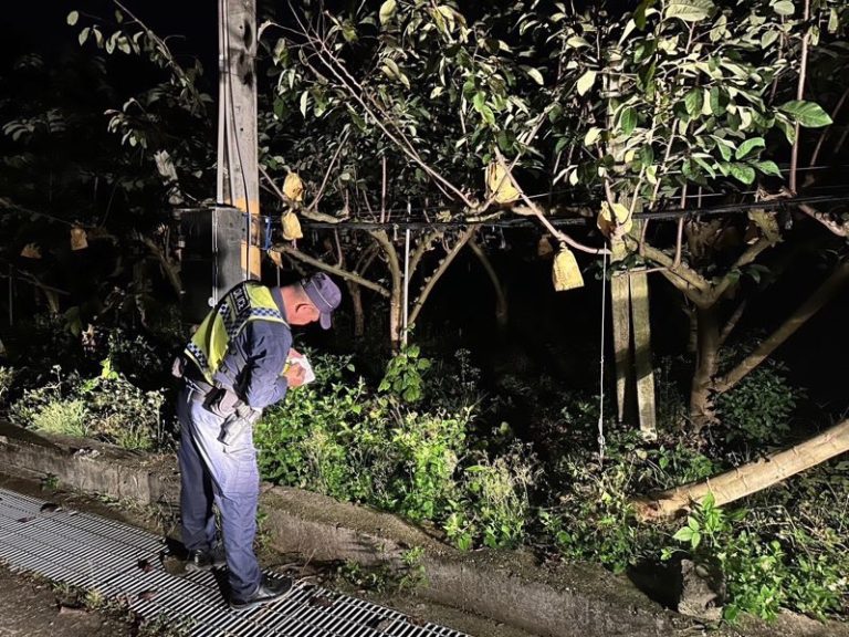 釋迦行情看漲   臺東警民聯手守護『釋迦王國』