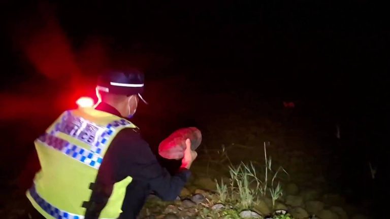 台東警夜巡遇班龜拾起護交安 暖心媒合親水公園助其平安「龜」