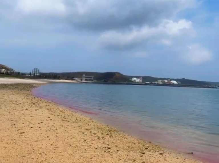 三生有幸親眼見「夢幻粉紅海」望安居民十年來首次發現珊瑚產卵