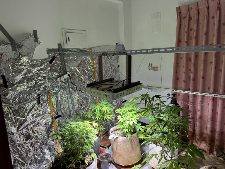 從泰國走私到國內種植 嘉義男涉運輸販售大麻遭起訴