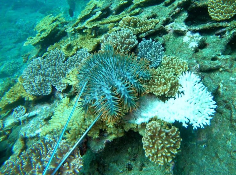 澎湖海洋保護志工團隊示警 七美海域棘冠海星將大爆發