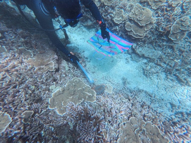 珊瑚殺手「棘冠海星」爆發  海保署啟動清除行動 搶救七美珊瑚