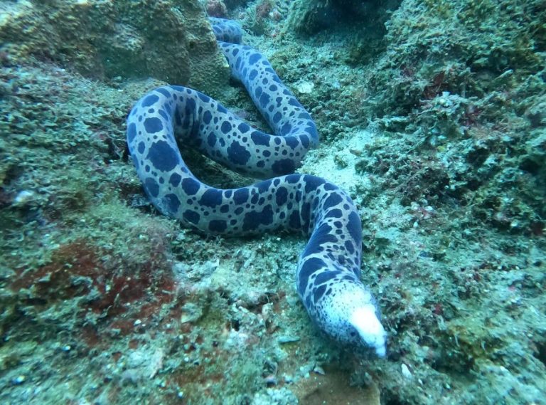 澎湖海洋生態豐富 南方四島海域驚見蛇鰻頭頂發光