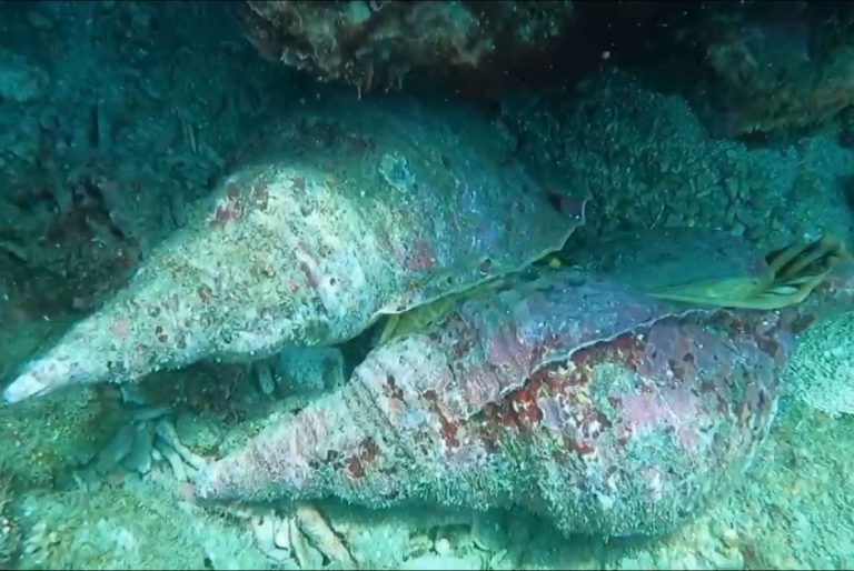 澎湖棘冠海星爆發清除作業 意外捕捉天敵 「大法螺」交配珍稀畫面