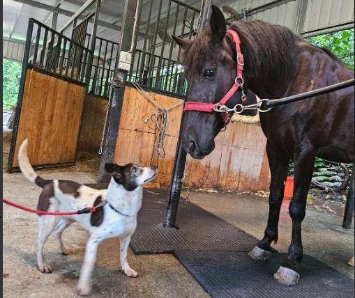 乳牛犬與棕馬成家人！板橋動物之家溫情認養感動網友