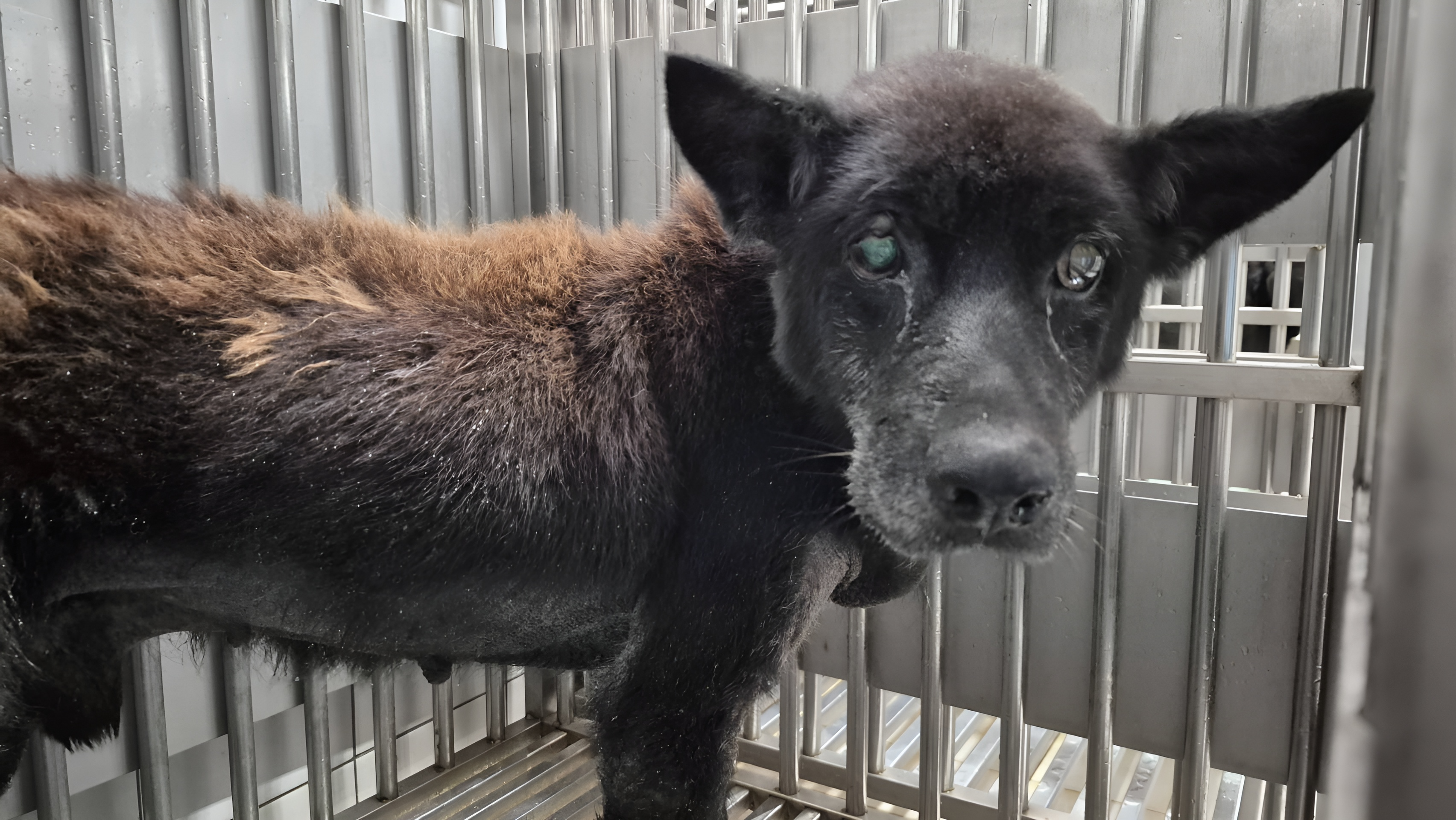 忠犬守墓主孤影落 新北動保聯手救援暖心收編