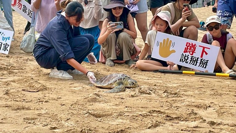 綠蠵龜「蛤仔」重返大海！基隆大武崙沙灘野放感人瞬間