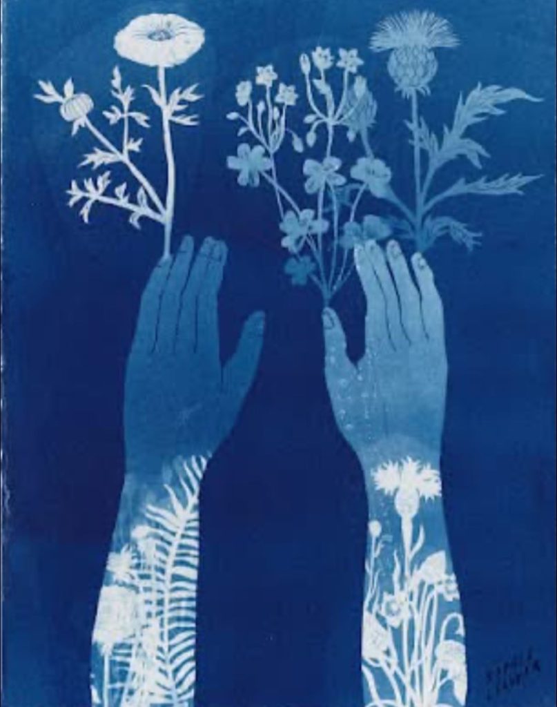 藍曬法(cyanotype) 布滿感光的紙面， 看到似真又浮的回憶。