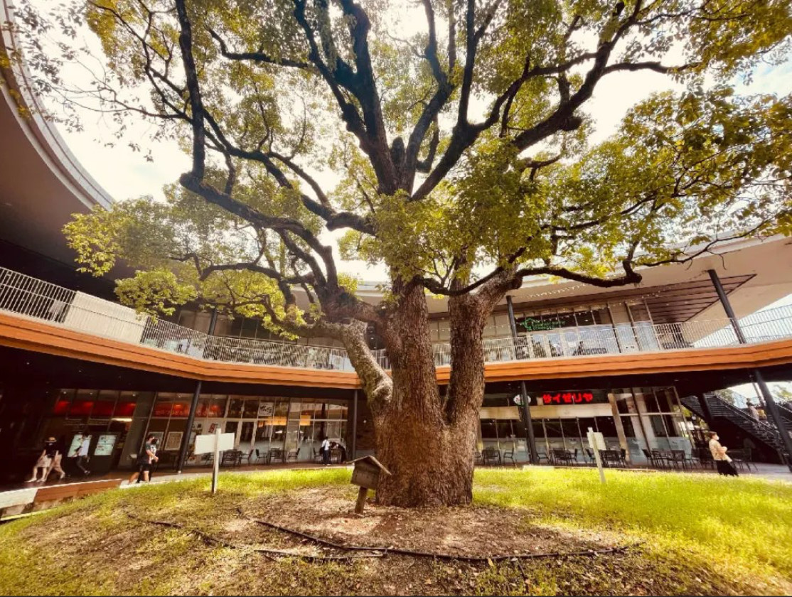 岡山秋季新玩法 相撲 × 和菓子市集期間限定登場!體驗最道地的日本文化 2 1756888157112
