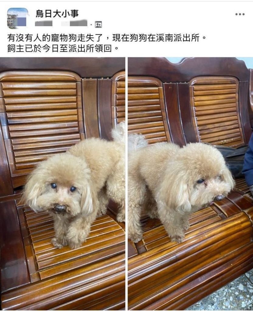 紅貴賓犬Niko走失淋雨 自行走進台中烏日派出所求助