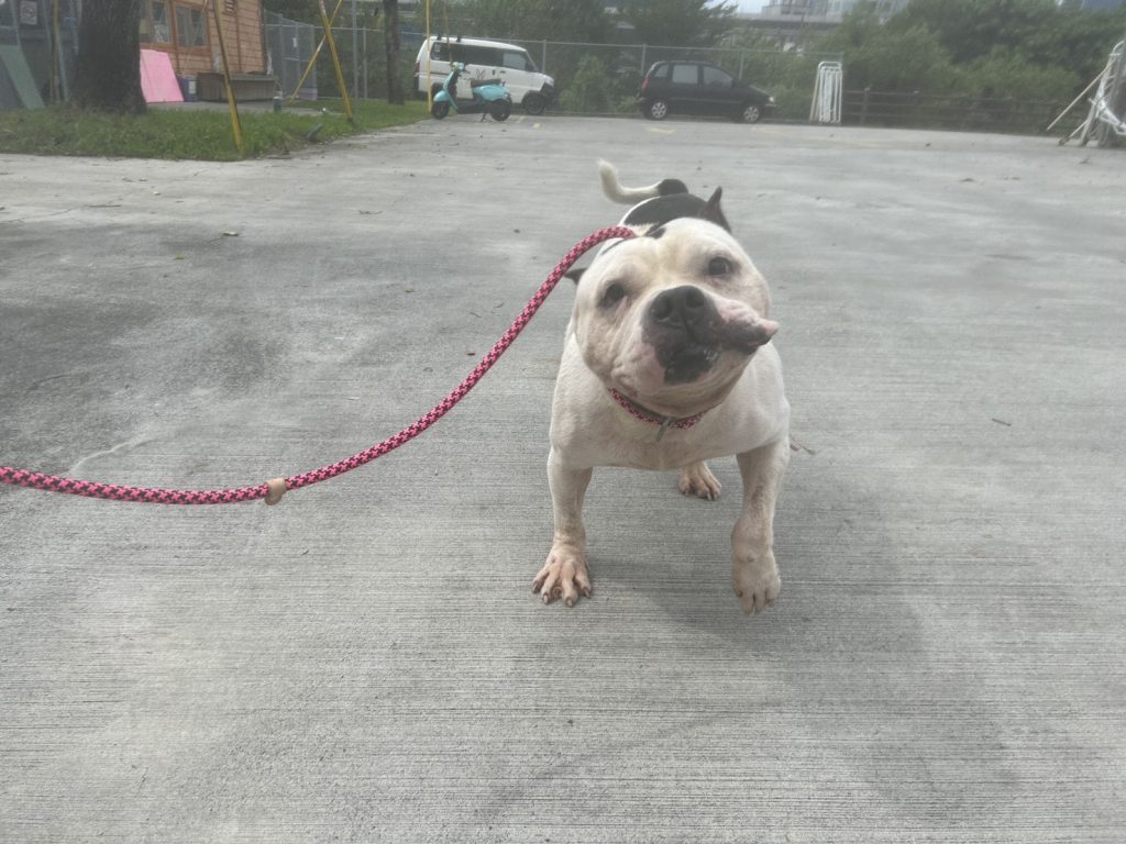 A.P.A讓愛重新出發—— 中華民國保護動物協會攜手臺北市動物之家，溫柔陪伴浪浪走向幸福