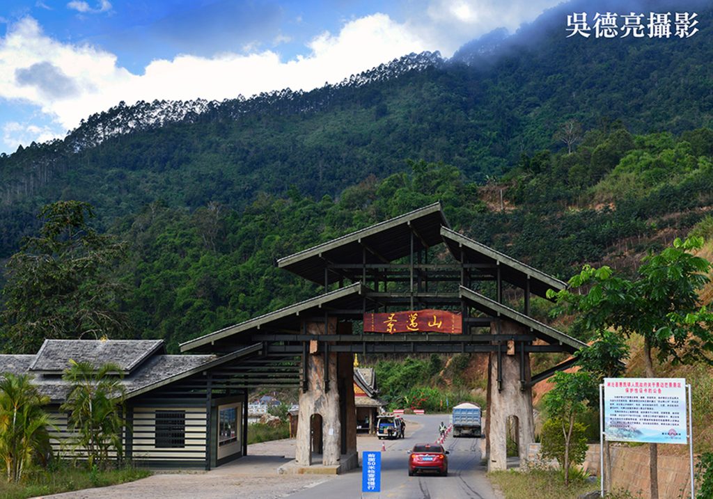 景邁千年古茶園00003 - 報新聞 Mega News