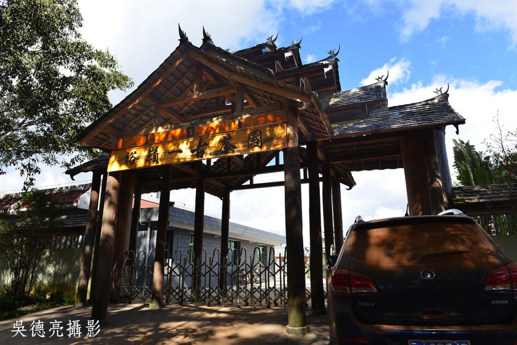景邁千年古茶園00013 - 報新聞 Mega News