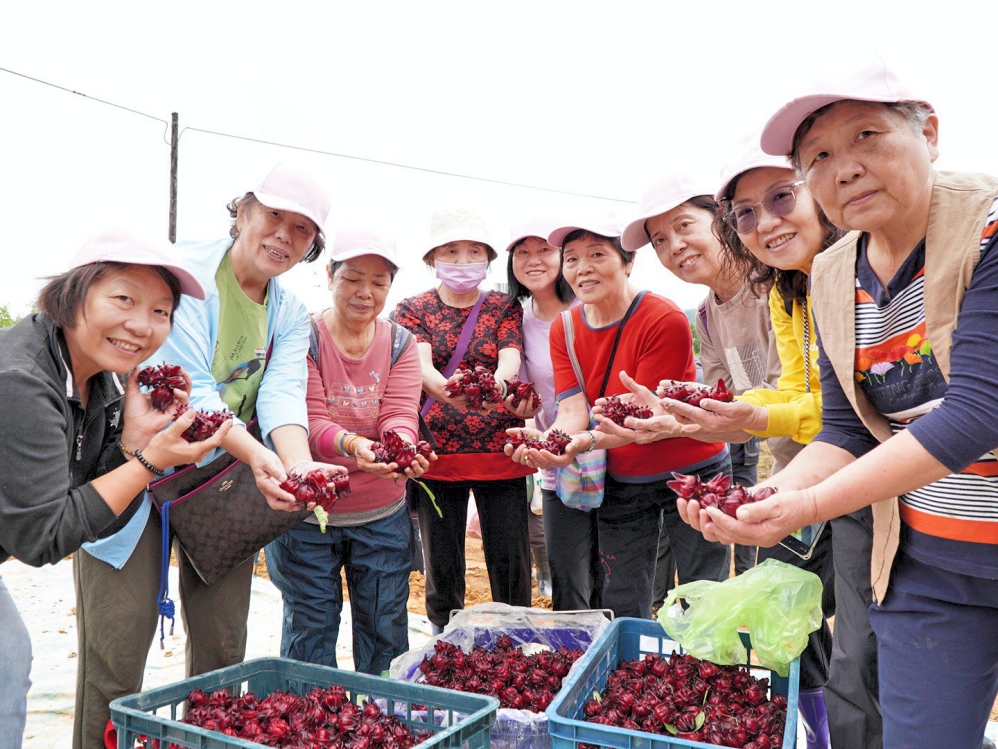 竹縣農會x縣轄農會 助拙茁家園採收洛神花展現農業推廣與社會關懷共好暨共榮力量