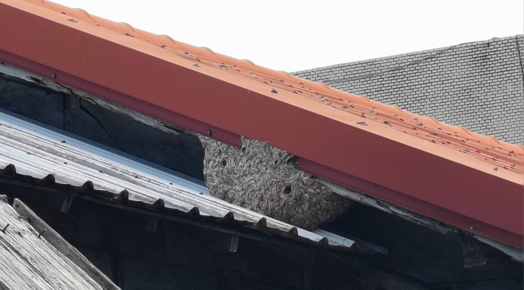 臺東關山警通報除蜂巢　專業團隊30分鐘成功排除危險