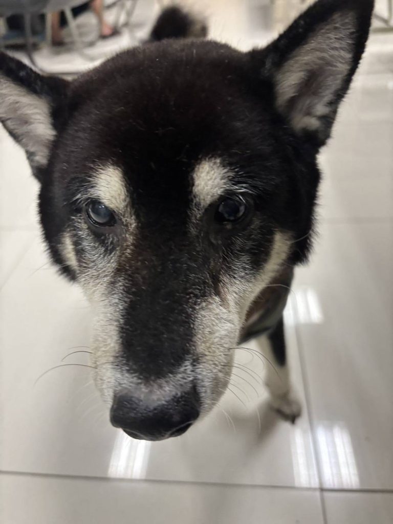 愛在警民間流動　迷途毛孩的幸福回家路