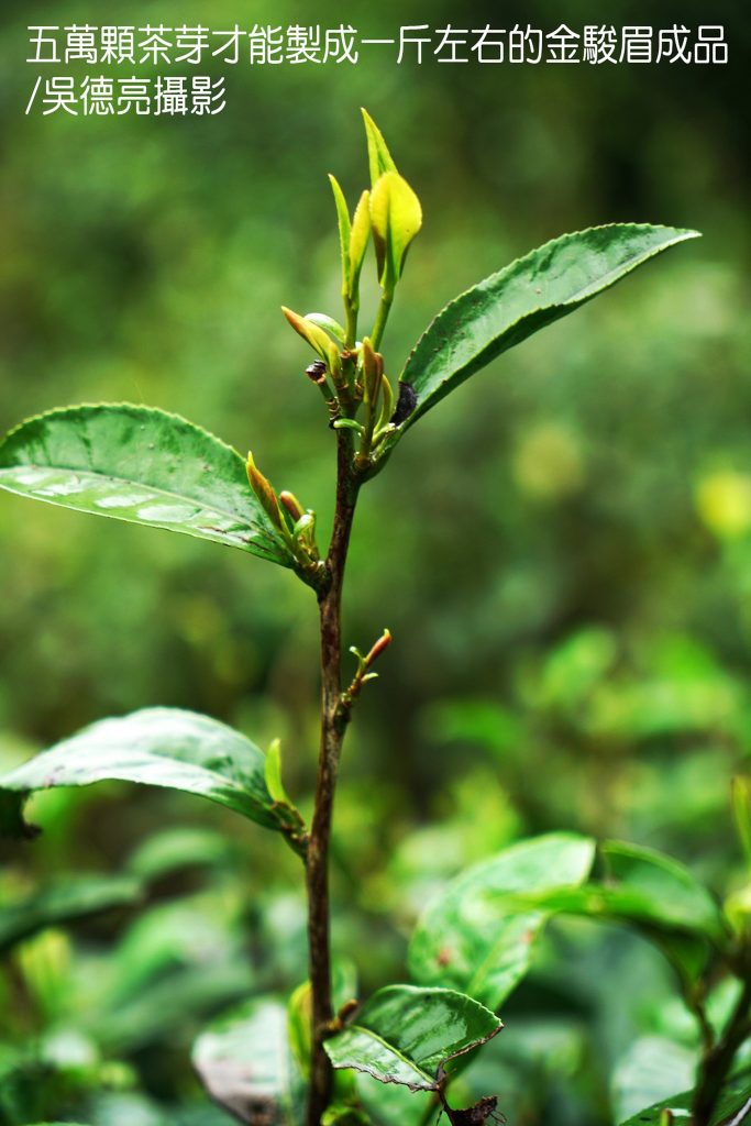 武夷山星村鎮桐木村00007 - 報新聞 Mega News