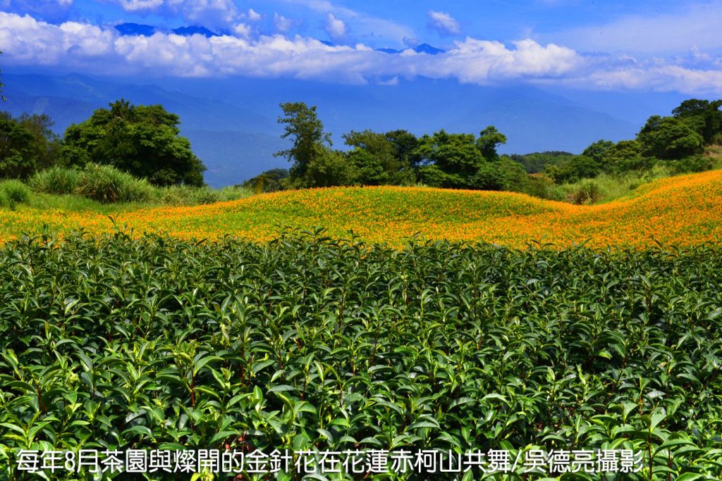 茶香與金針花在東台灣小瑞士共舞00001 - 報新聞 Mega News