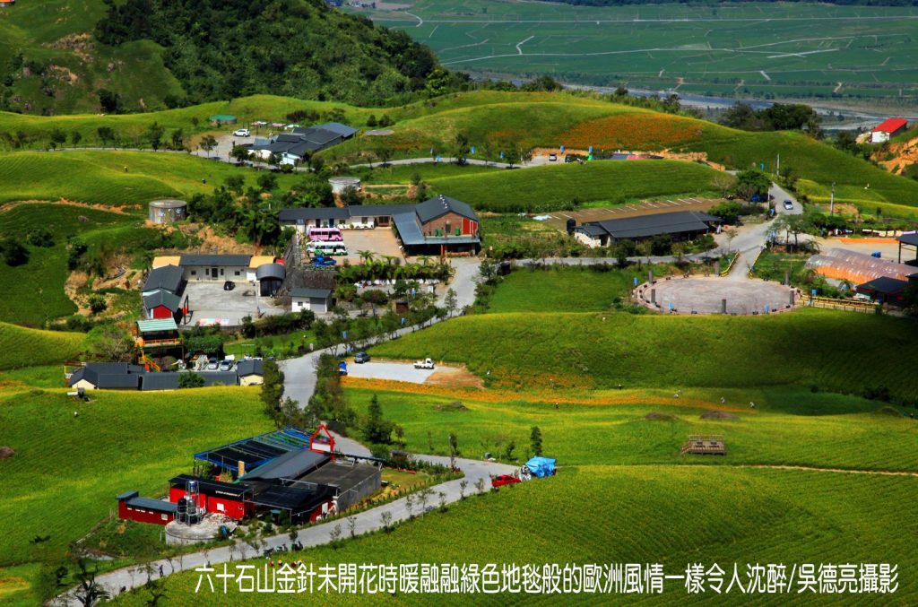 茶香與金針花在東台灣小瑞士共舞00004 - 報新聞 Mega News