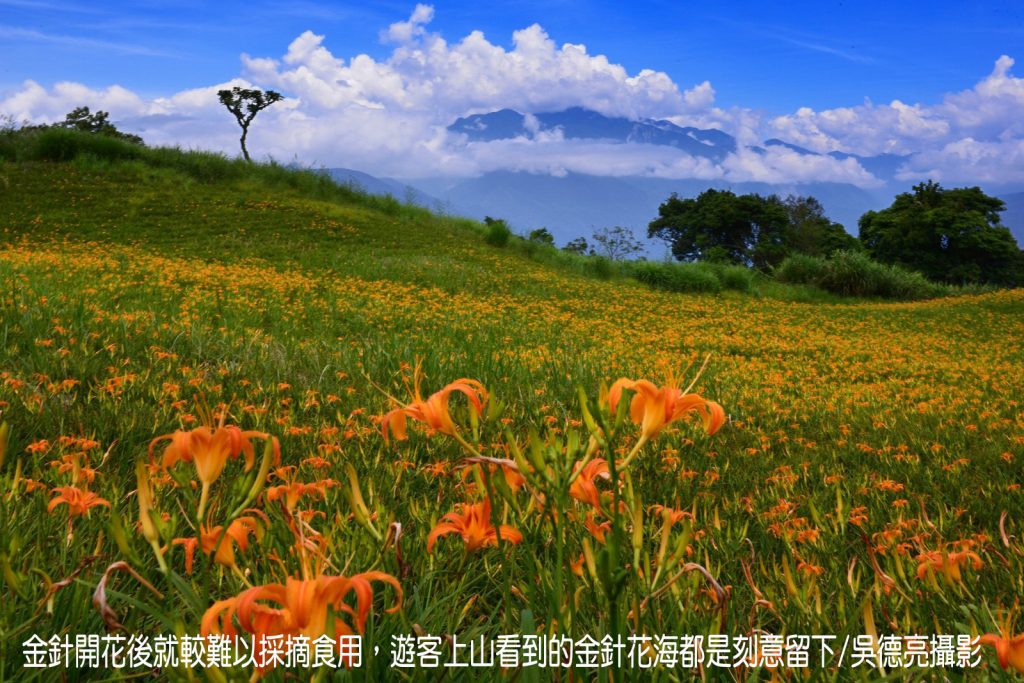 茶香與金針花在東台灣小瑞士共舞