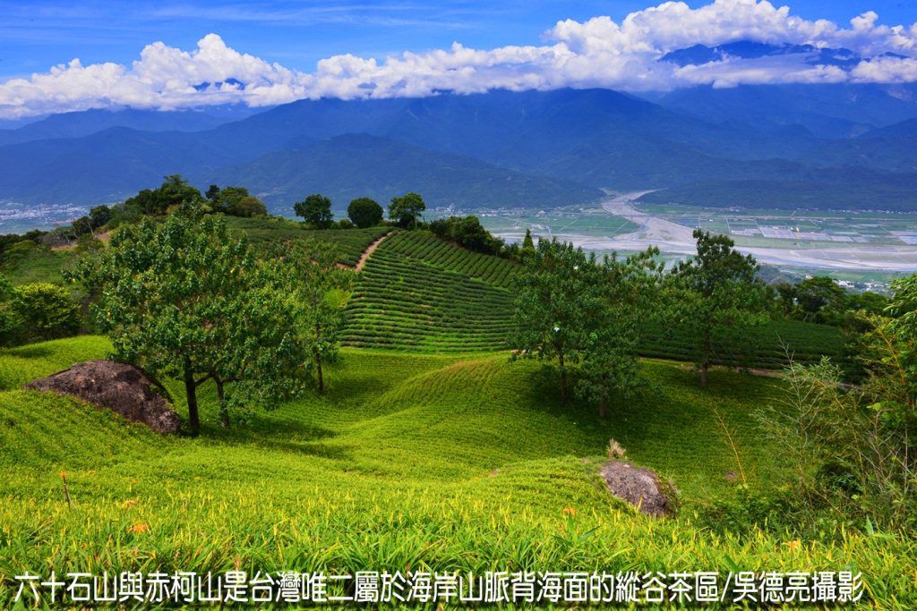 茶香與金針花在東台灣小瑞士共舞00008 - 報新聞 Mega News