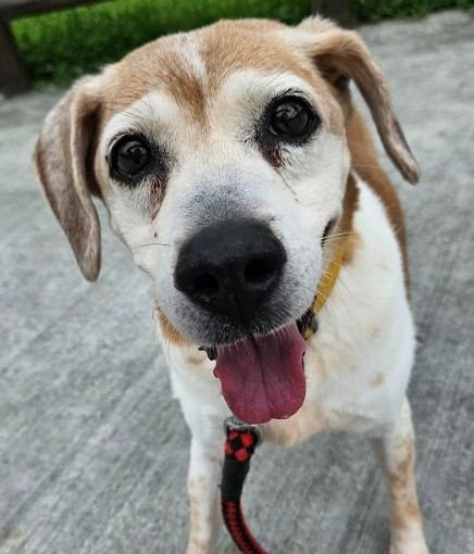 替小小生命遞上一束光～陪伴，是讓犬隻走向幸福的第一步