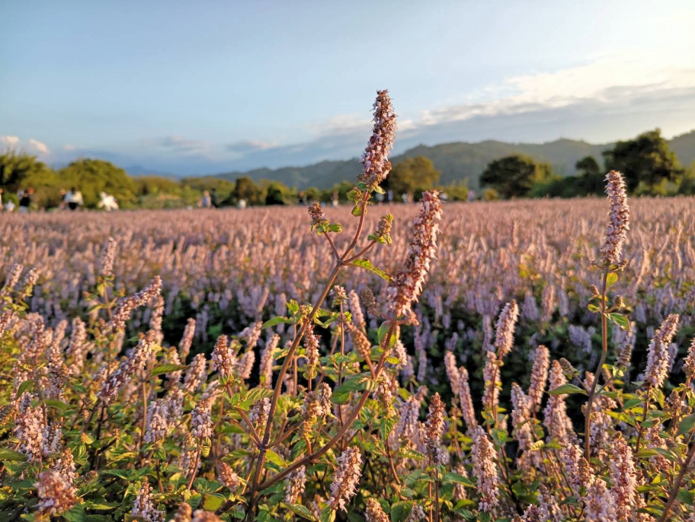 童趣鄉野!逾1公頃仙草花田與波斯菊觀賞拍照 竹縣關西仙草節限定農遊花季盛典
