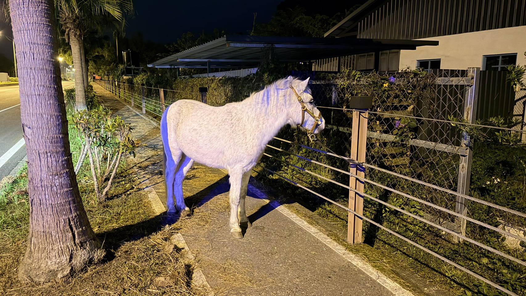「白馬誤闖道路」熱心民眾協助安撫——吉安警呼籲飼主應落實動物管理