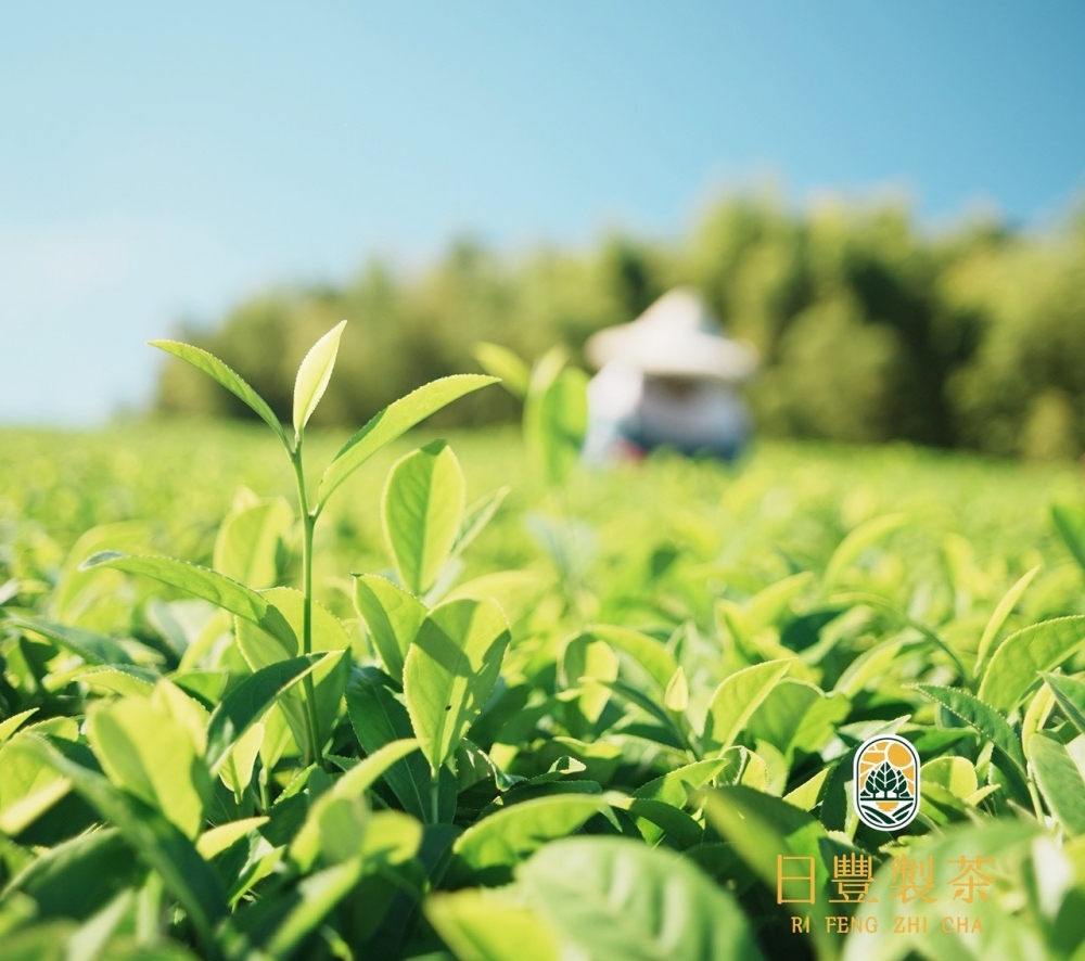 三代茶香傳世 日豐製茶以匠心打造高山茶葉禮盒新風貌 4 01%E6%97%A5%E8%B1%90%E8%A3%BD%E8%8C%B6%E4%BB%A5%E5%8C%A0%E5%BF%83%E6%89%93%E9%80%A0%E9%AB%98%E5%B1%B1%E8%8C%B6%E8%91%89%E7%A6%AE%E7%9B%92%E6%96%B0%E9%A2%A8%E8%B2%8C 1